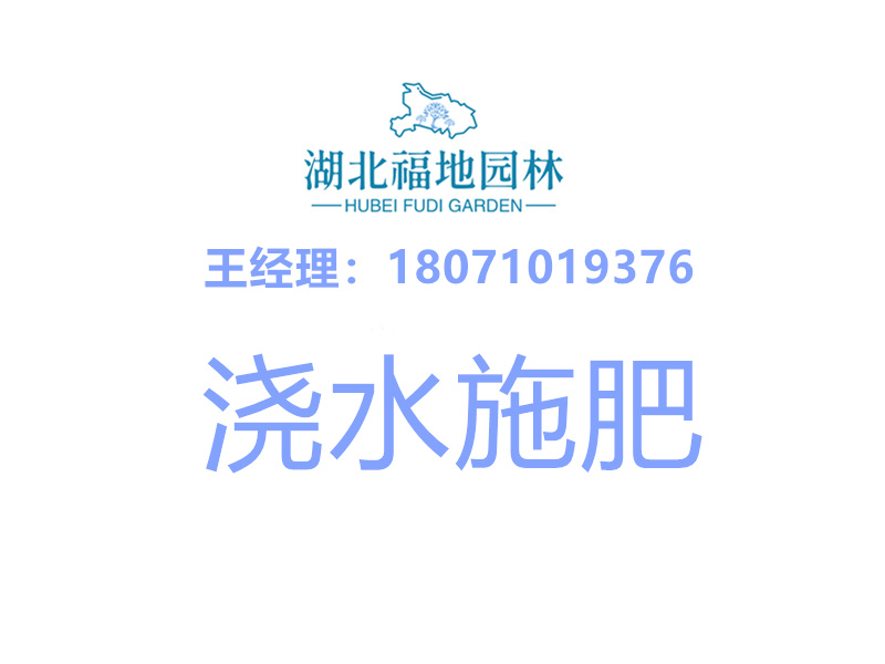 澆水施肥